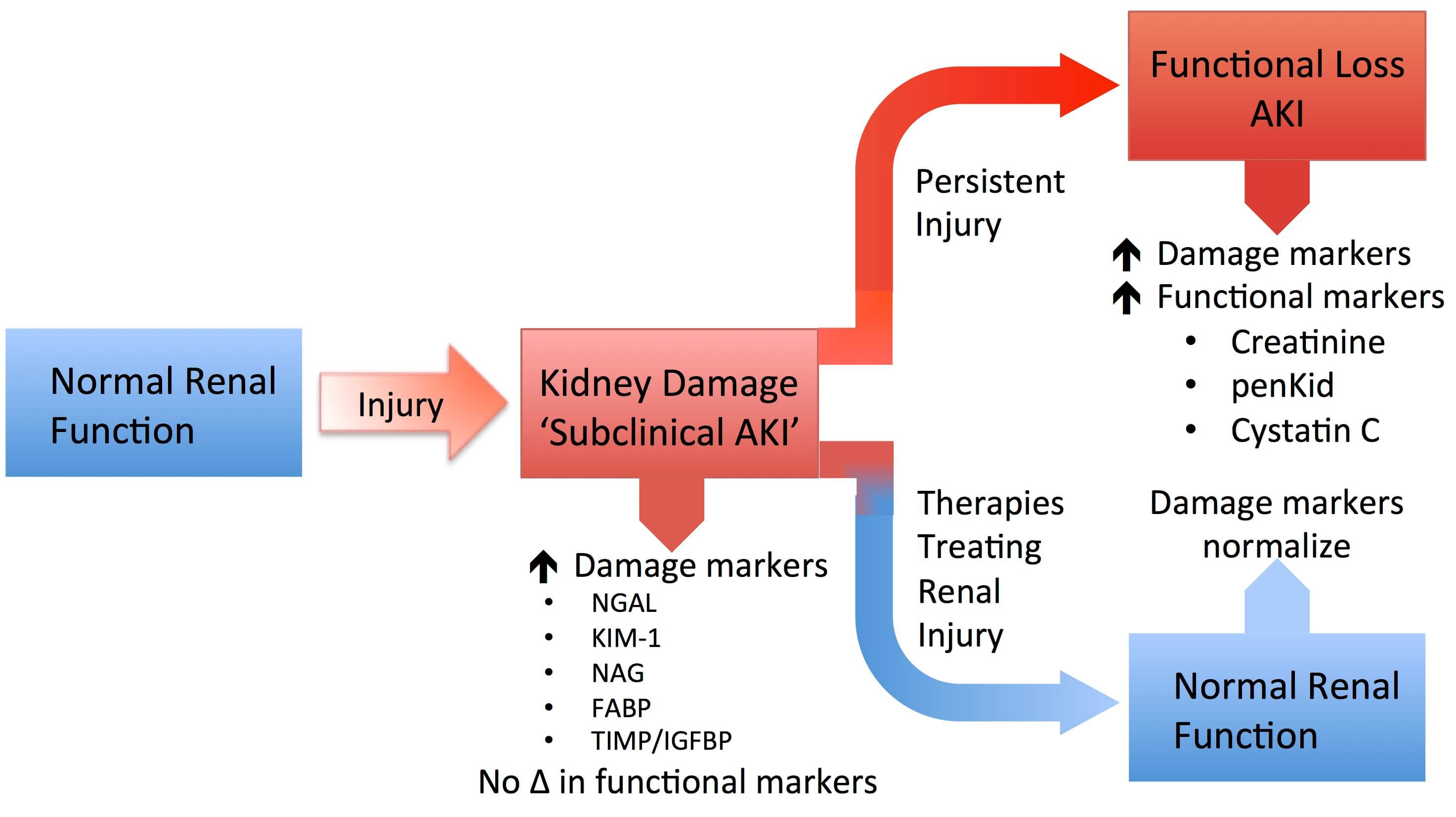腎損傷分子(KIM-1)與其他腎損傷標(biāo)志物 腎損傷分子(KIM-1)與其他腎損傷標(biāo)志物