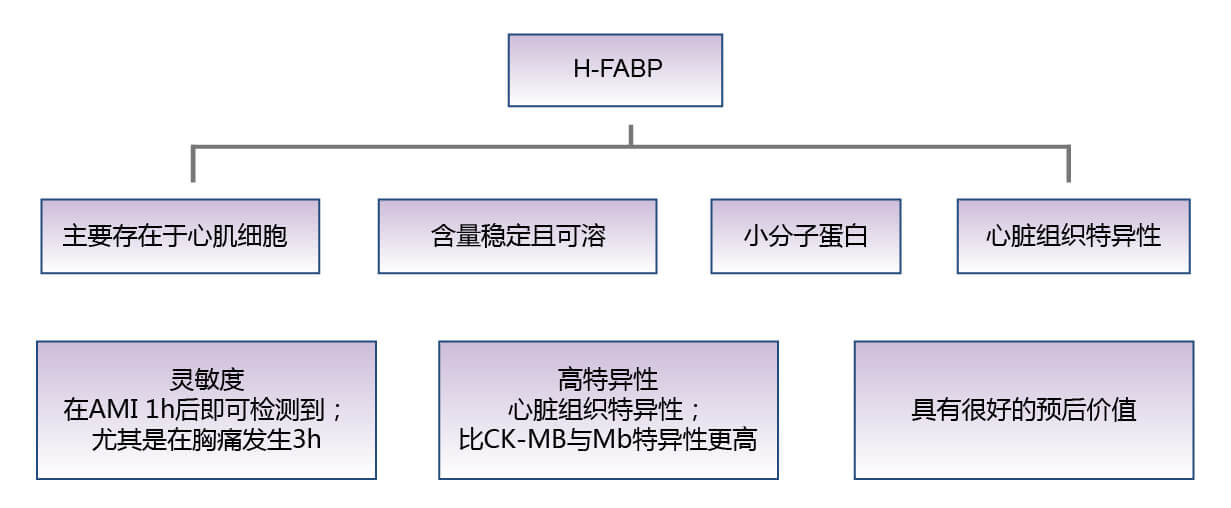 心臟型脂肪酸結(jié)合蛋白（H-FABP）的生物學(xué)功能