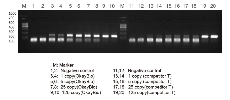 熱啟動酶在低拷貝模板放大中的作用 熱啟動酶在低拷貝模板放大中的作用