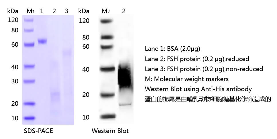FSH抗原的SDS-PAGE和WB分析圖