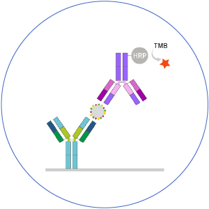 新冠病毒檢測(cè)-抗體檢測(cè)