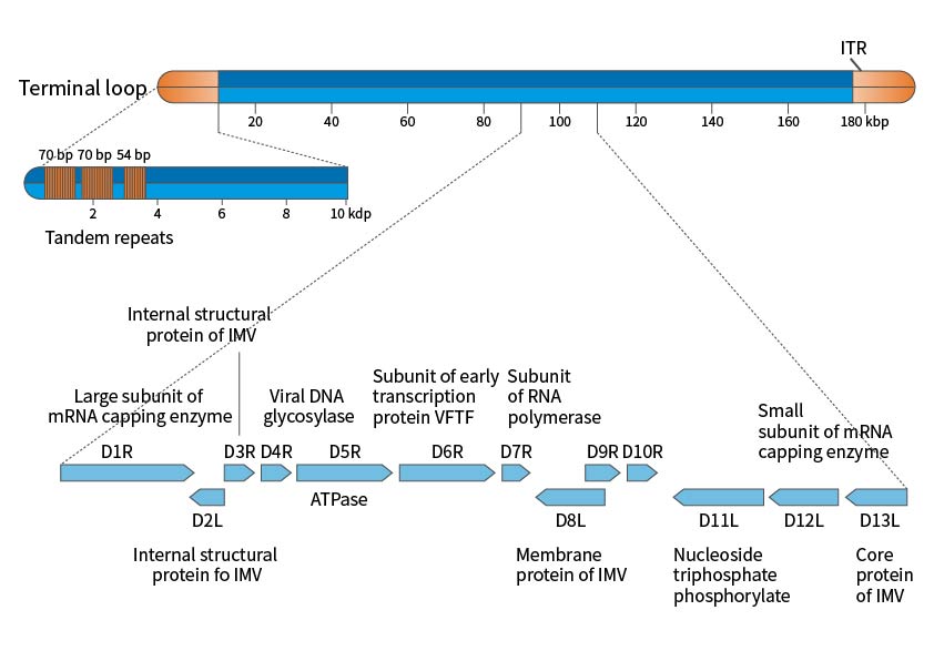 Schematic Diagram of the Vaccinia Virus Genome