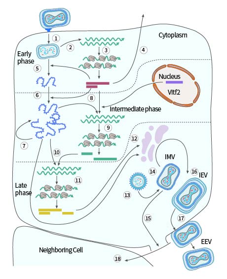 Single-cell reproduction cycle of vaccinia virus