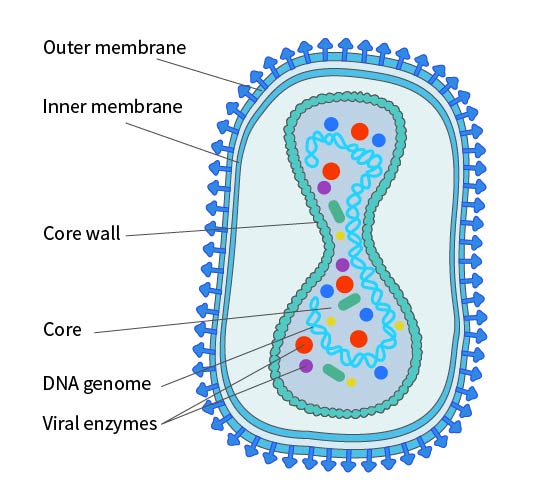 Structural Diagram of Poxvirus in IMV Form. Note: The existence of an inner membrane is still under debate.