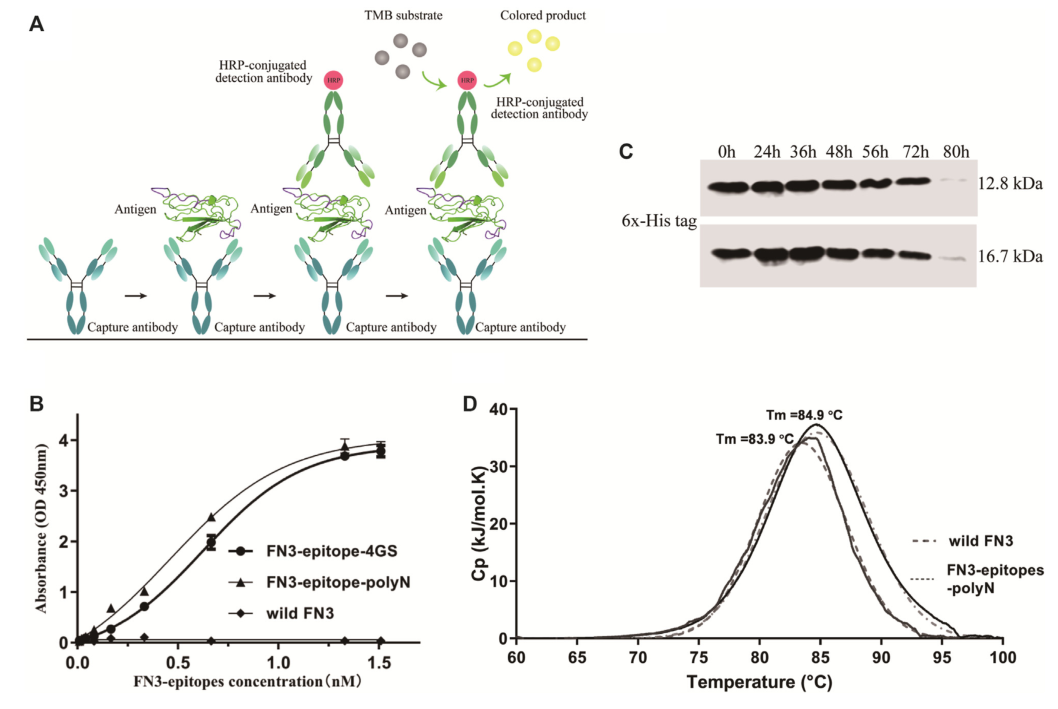 重組蛋白FN3-epitopes-polyN的免疫反應(yīng)性和穩(wěn)定性檢測