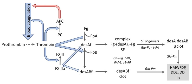 凝血激活、纖溶及蛋白C系統(tǒng)中的分子相互作用