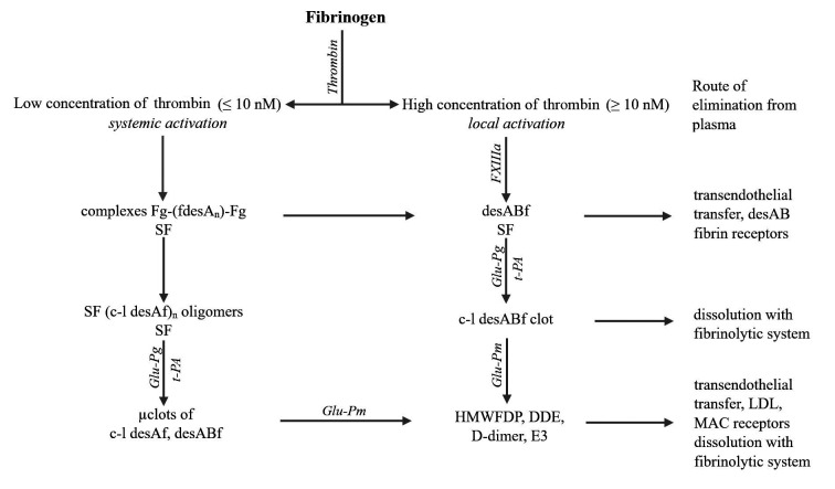 SF、凝塊和聚合纖維片段的形成、溶解及去除方式