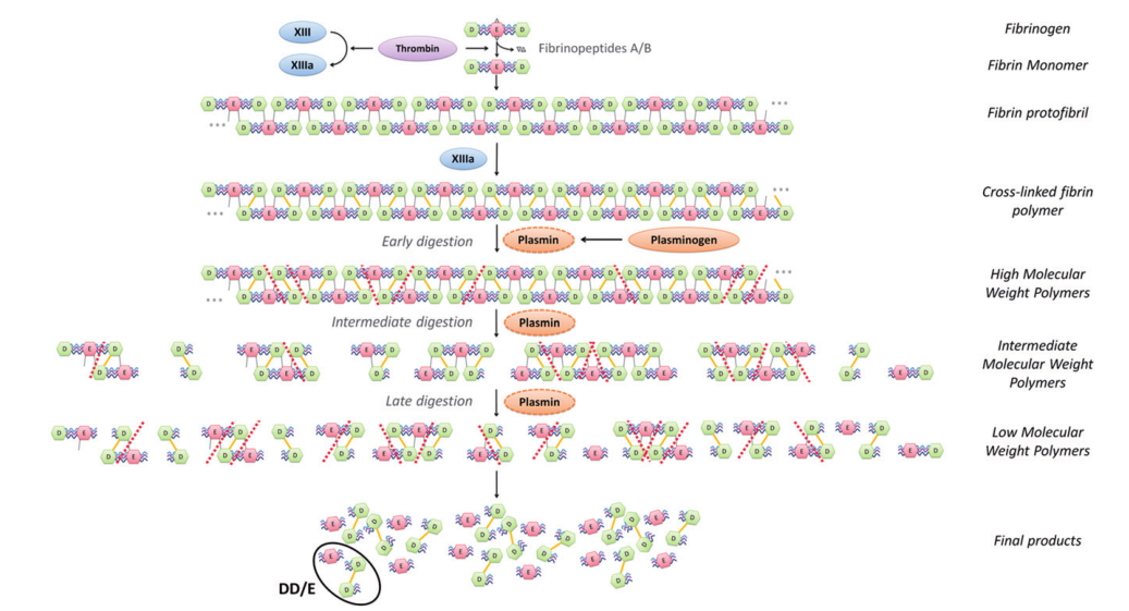 ?D-二聚體產(chǎn)生機制